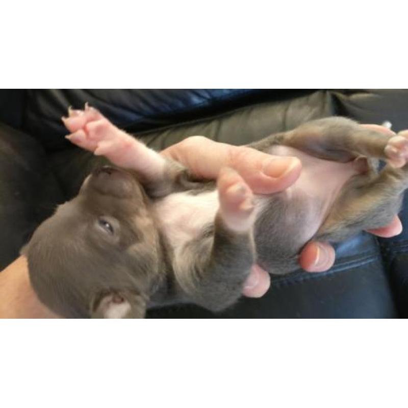 Kortharig zilver/blauw & tan Chihuahua teefje