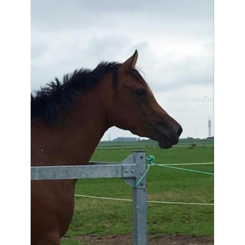 Direct door fokker aangeboden: jong Endurance paard