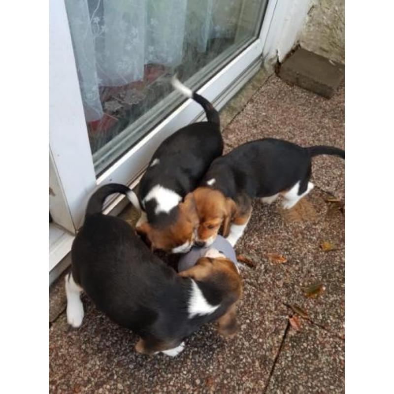 Beagle pups