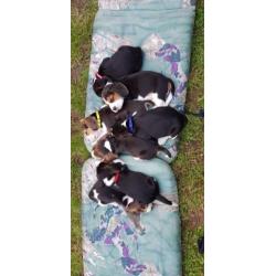 Beagle pups