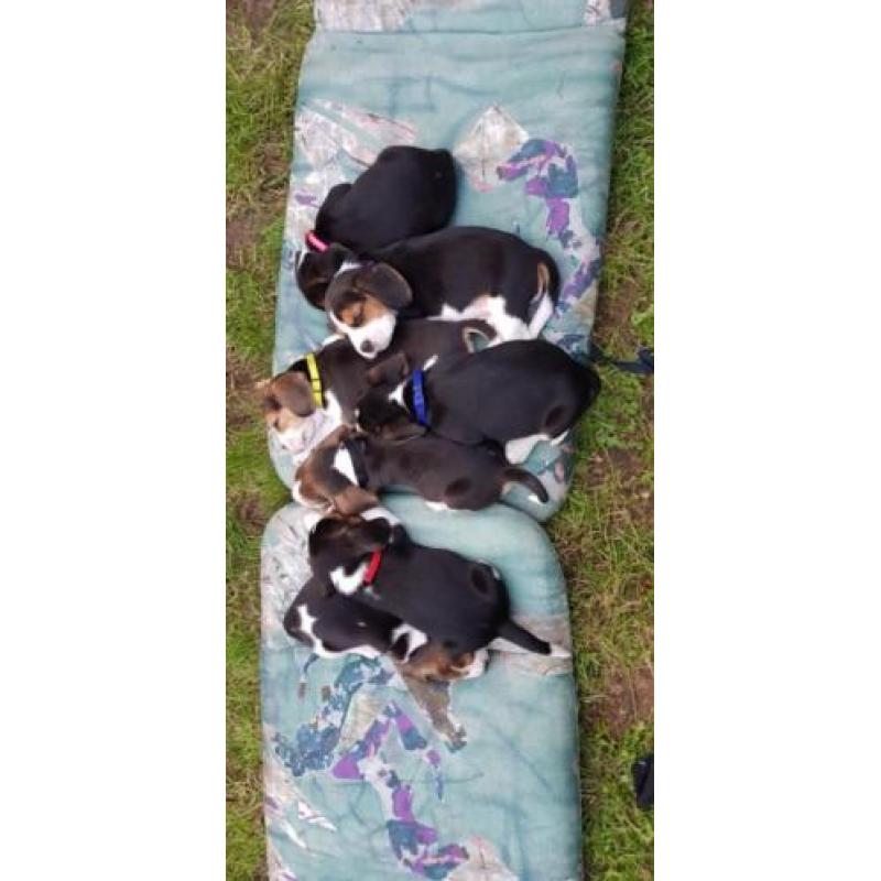 Beagle pups