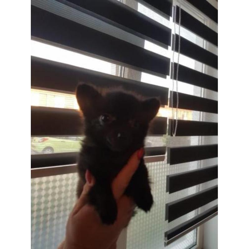 Chihuahua x Pomeriaan (Pomchi)