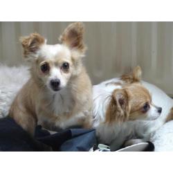 Lieve Liesje zoekt een huisje .!!