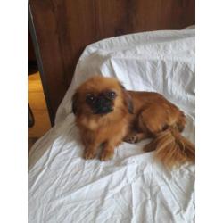 Pekingees pups ( dwergpekingees)