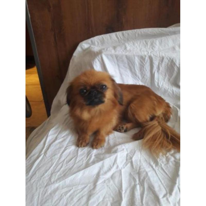 Pekingees pups ( dwergpekingees)
