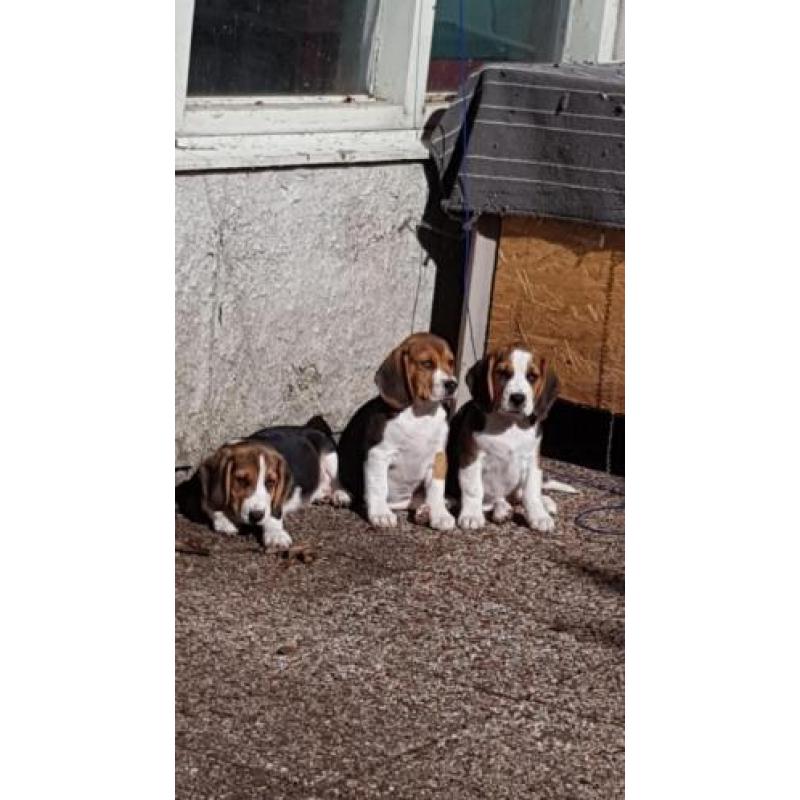 Beagle pups
