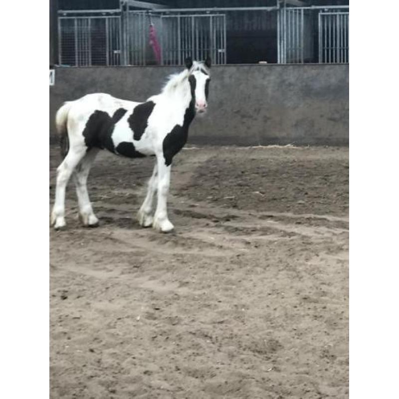 Mooi Tinker veulen