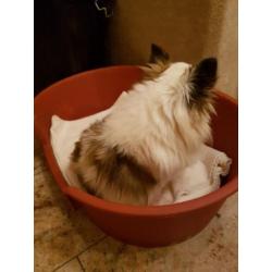Te koop prachtig chihuahua reutje! MET FCI STAMBOOM