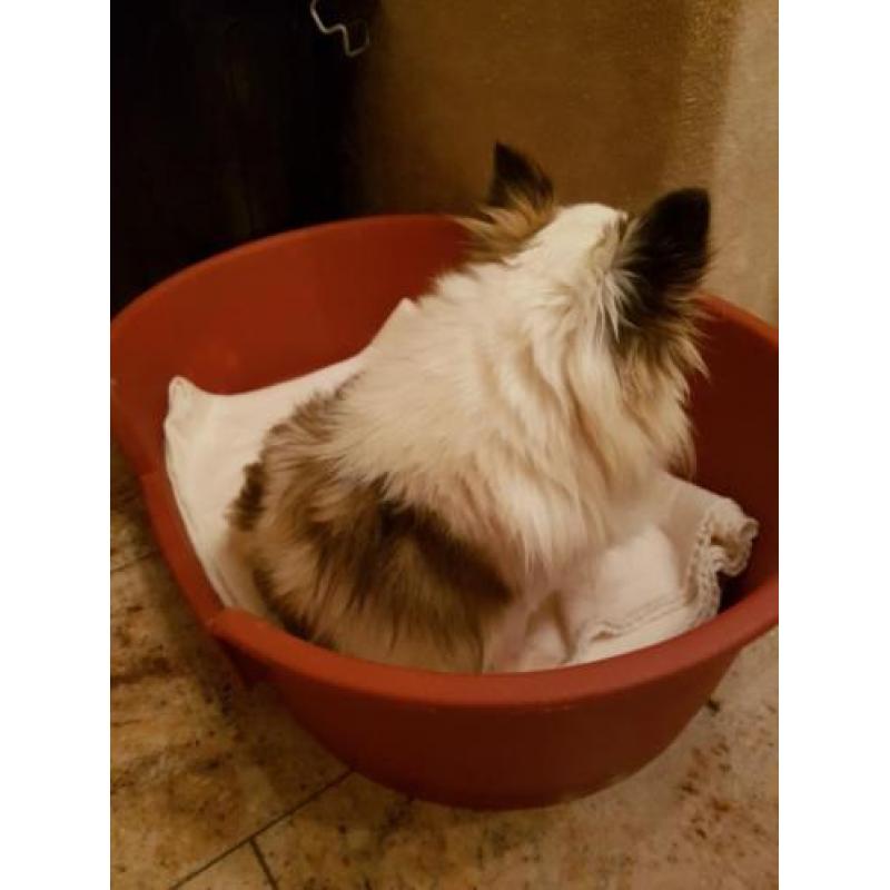 Te koop prachtig chihuahua reutje! MET FCI STAMBOOM
