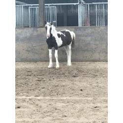Mooi Tinker veulen