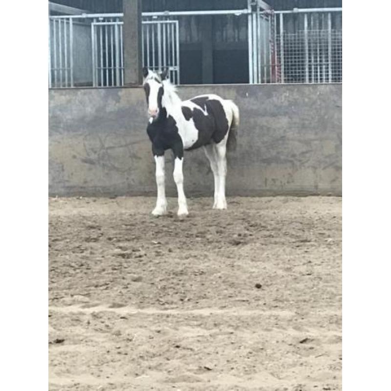 Mooi Tinker veulen