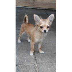 Mooie langhaar chihuahua pup