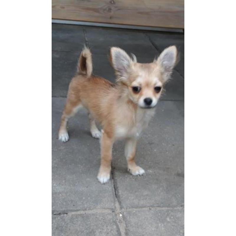 Mooie langhaar chihuahua pup