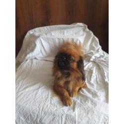 Pekingees pups ( dwergpekingees)