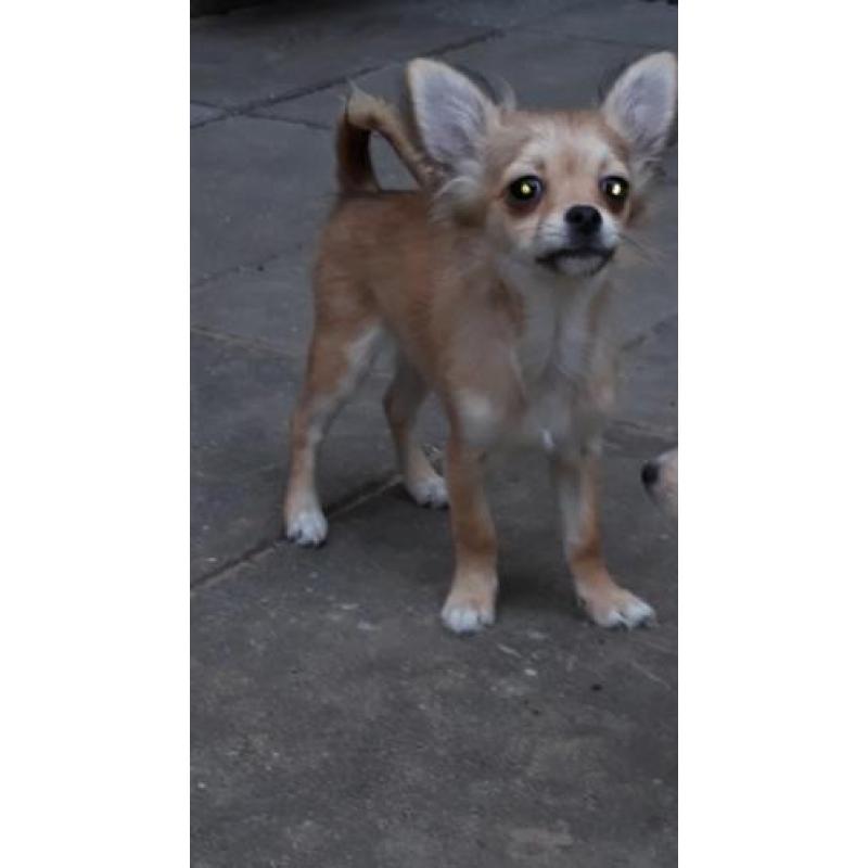 Mooie langhaar chihuahua pup