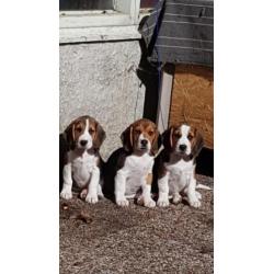 Beagle pups