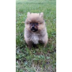 Schattig pups Pomeranian