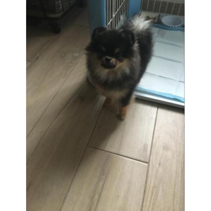 Mini Pomeriaan teefje bear type met fci stamboom