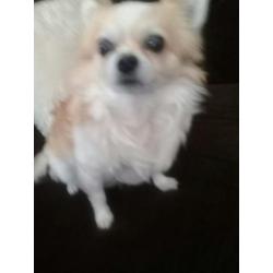 Chihuahua