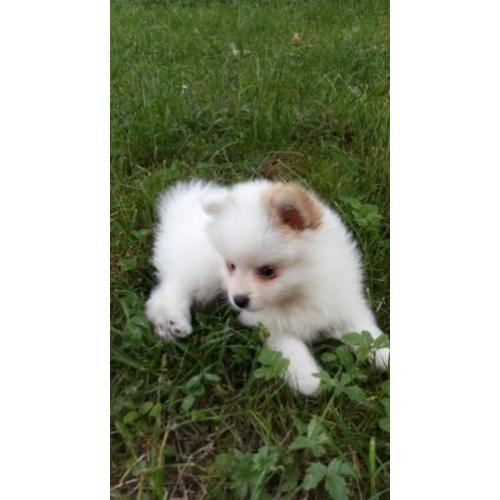 Schattig pups Pomeranian