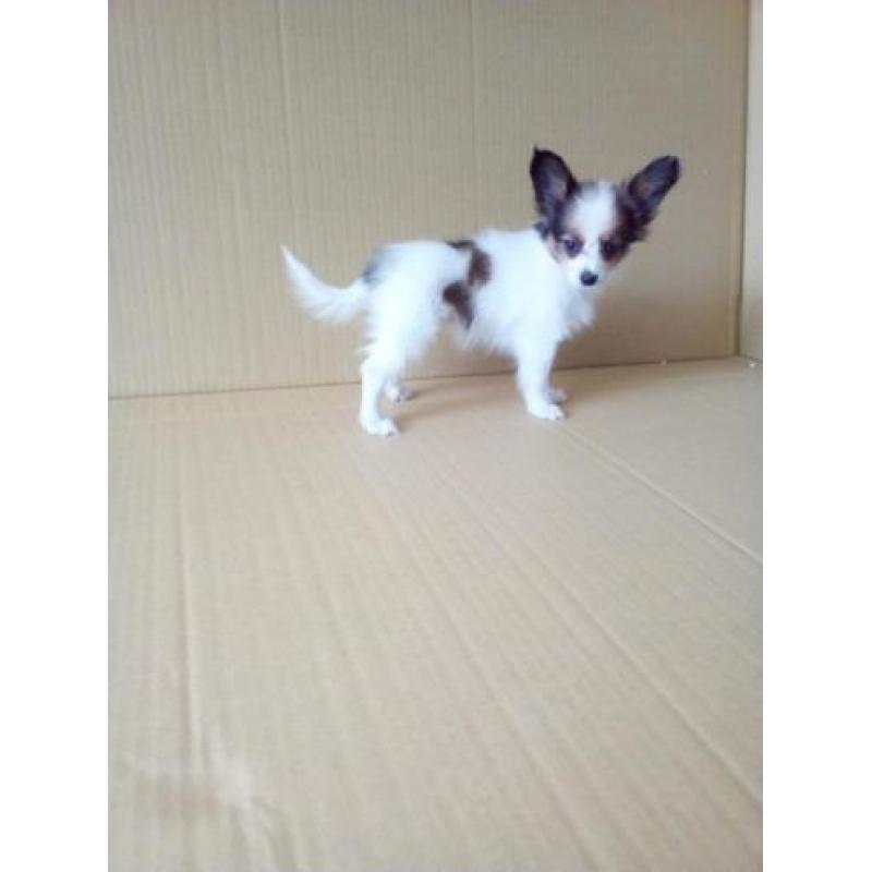 100 % Nederlandse Vlinderhondjes Papillon