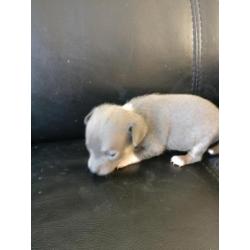 Kortharig zilver/blauw & tan Chihuahua teefje