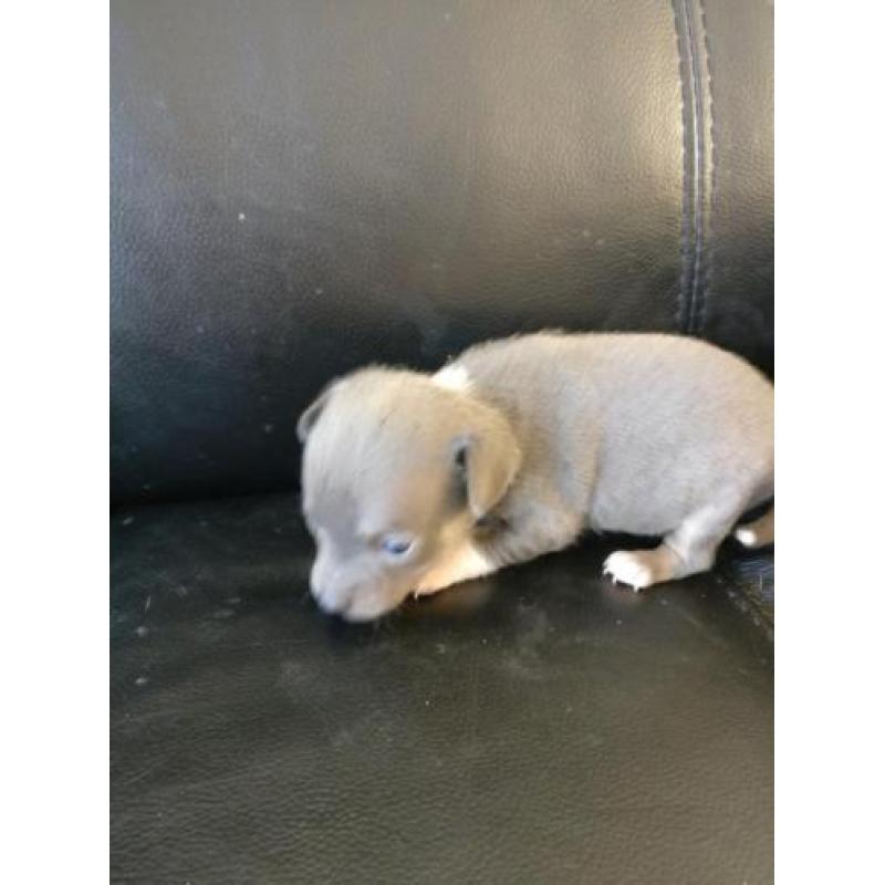Kortharig zilver/blauw & tan Chihuahua teefje