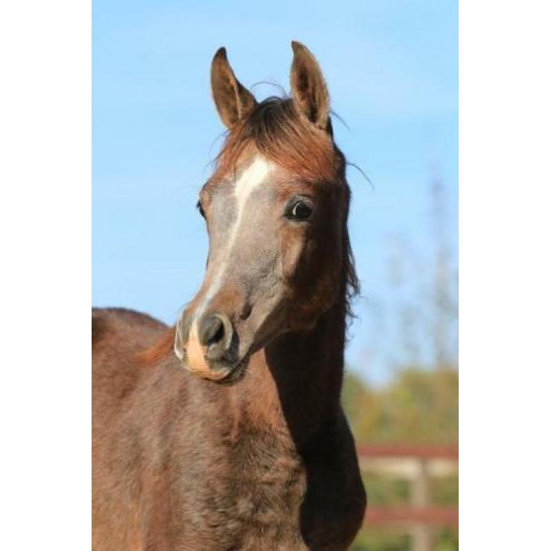 Arabisch merrieveulen te koop