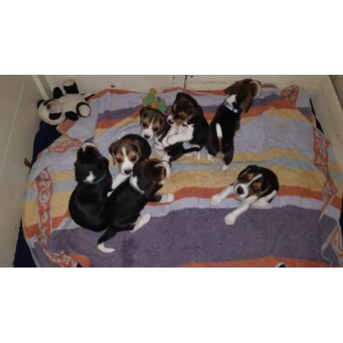 Beagle pups