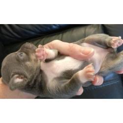 Kortharig zilver/blauw & tan Chihuahua teefje