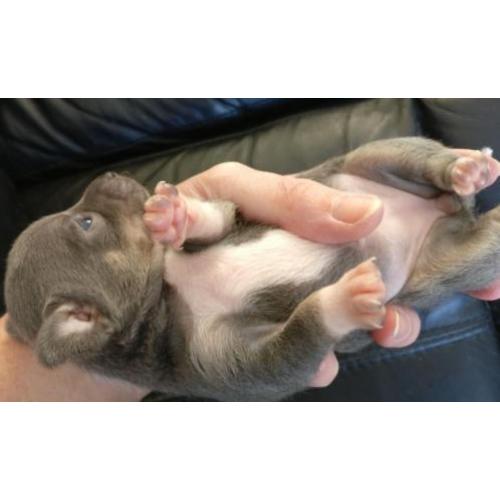 Kortharig zilver/blauw & tan Chihuahua teefje