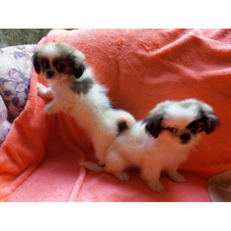 Pekingees Puppies
