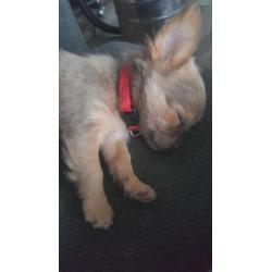 Super lief langhaar chihuahua pupje