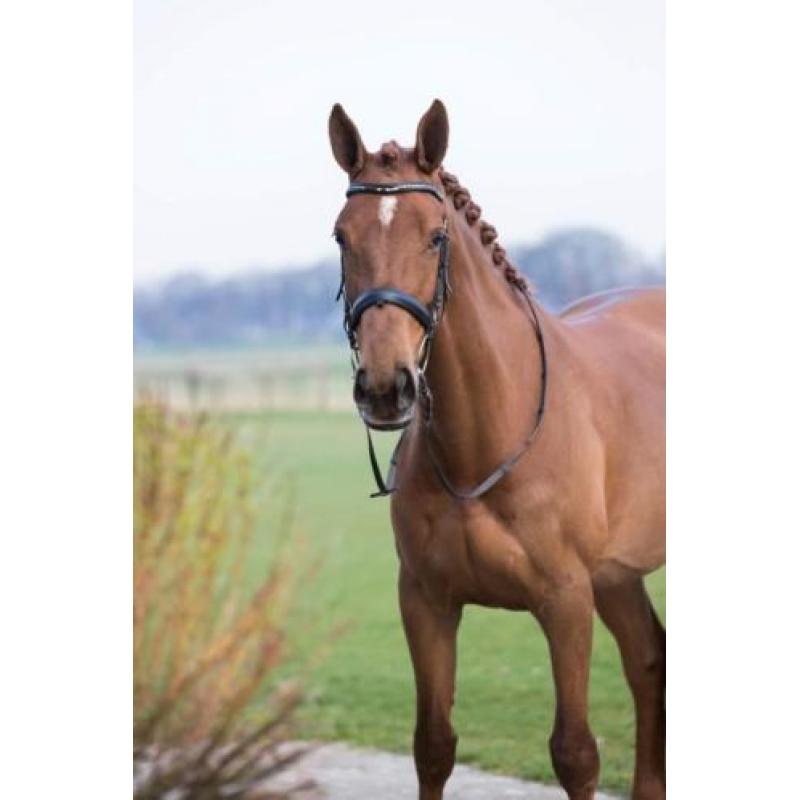 Leuk dressuur paard