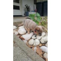 Super lief langhaar chihuahua pupje