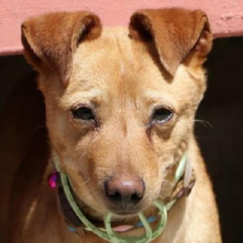ACE: Naima, Podenco mix, lief maar ietwat onzeker hondje