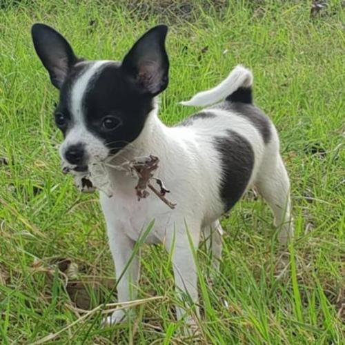 chihuahua pup Gipsy bont zwart/wit