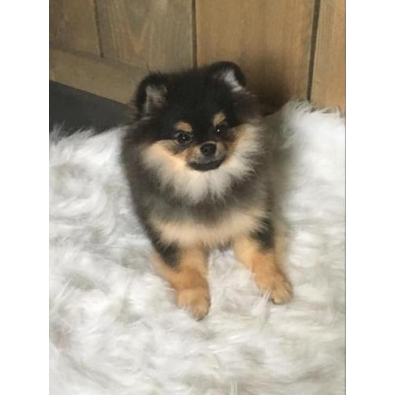 Mini Pomeriaan teefje bear type met fci stamboom