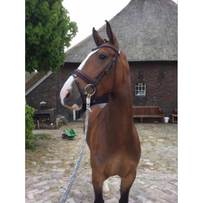 Groninger x Gelderse merrie 4 jaar