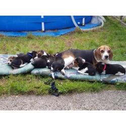 Beagle pups