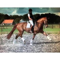 Leuk dressuur paard