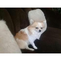 Chihuahua