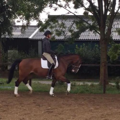 Groninger x Gelderse merrie 4 jaar