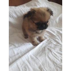 Pekingees pups ( dwergpekingees)