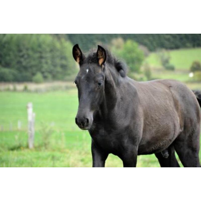 PRE veulens