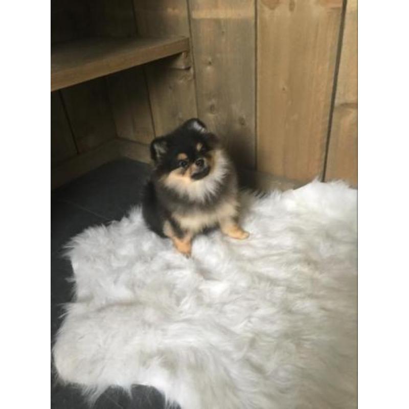 Mini Pomeriaan teefje bear type met fci stamboom