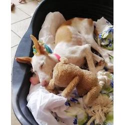 Sproetje, 7 maand