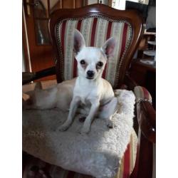 Chihuahuas te koop