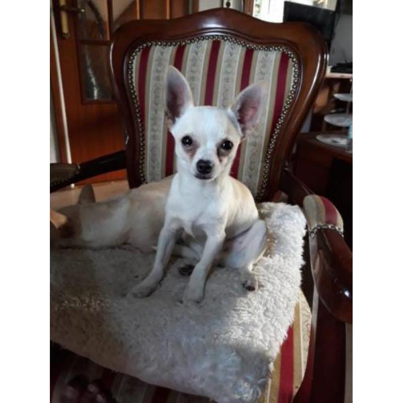 Chihuahuas te koop