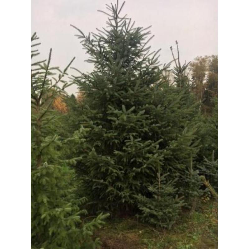 kerstbomen
